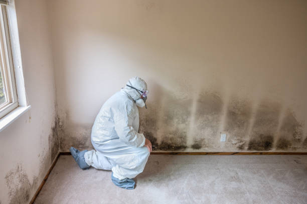 Best Bathroom Mold Remediation in Oak Brook, IL