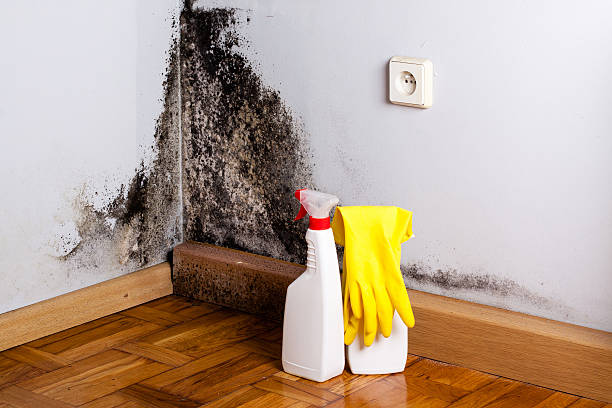 Best Commercial Mold Remediation in Oak Brook, IL